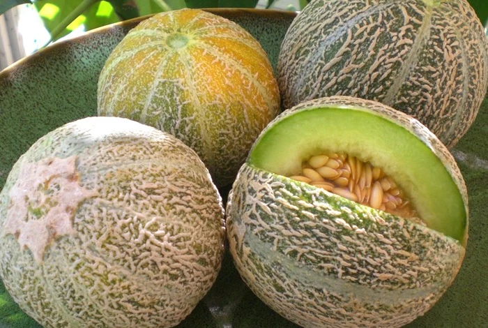 посадка дыни в средней полосе