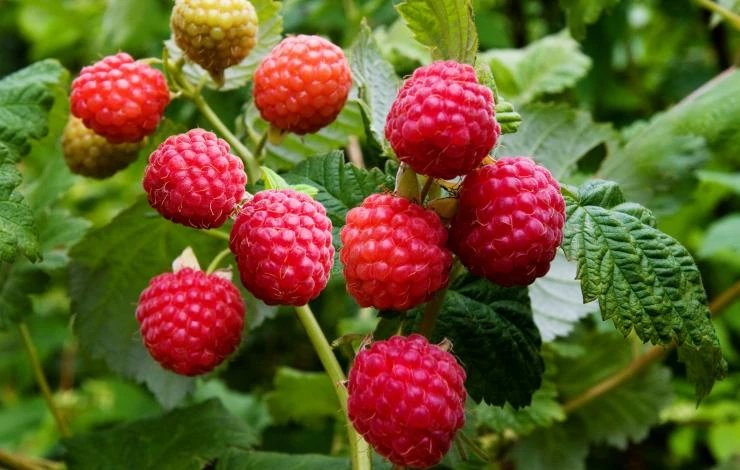 посадка малины видео