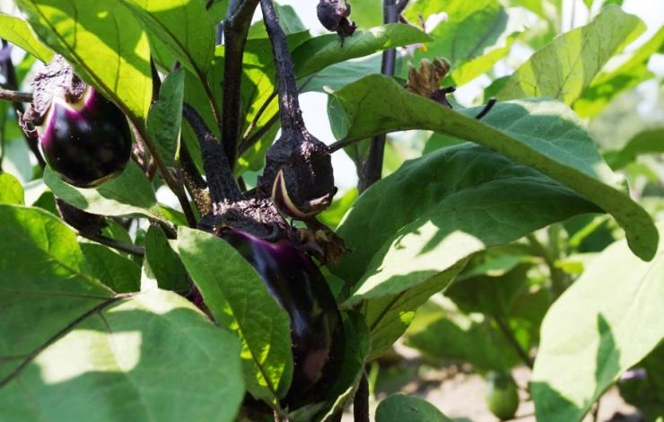 высадка рассады баклажана в открытый грунт