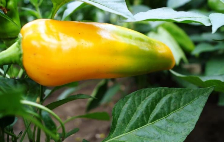 высадка рассады перца в открытый грунт