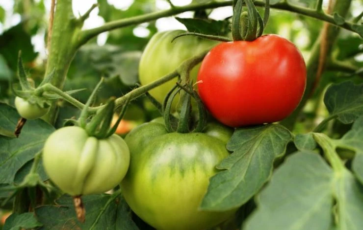 высадка рассады помидоров в открытый грунт