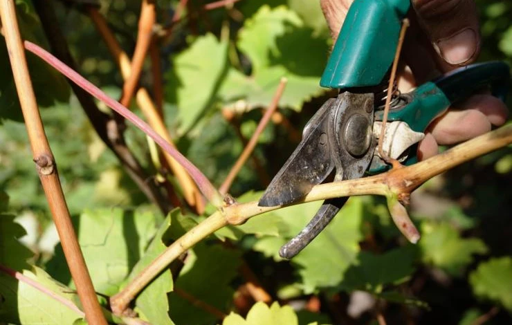 чеканка винограда в августе