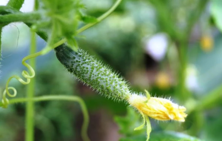 уход за огурцами в июле