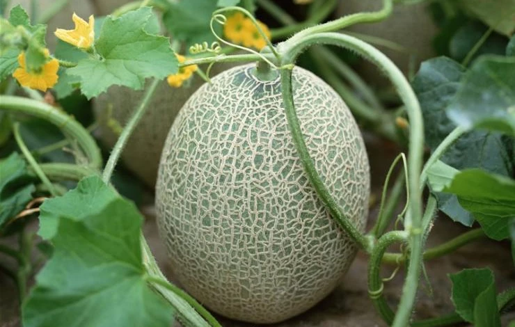 дыня в теплице