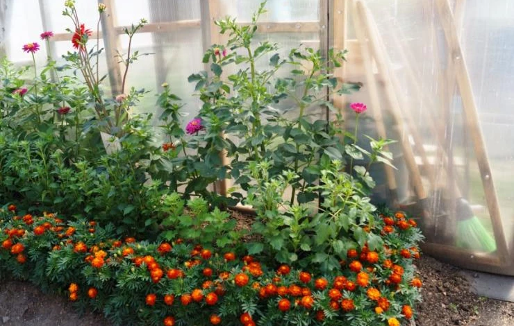 меры борьбы с паутинным клещом на огурцах