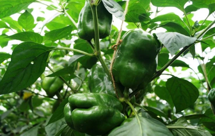 нужно ли прищипывать перцы