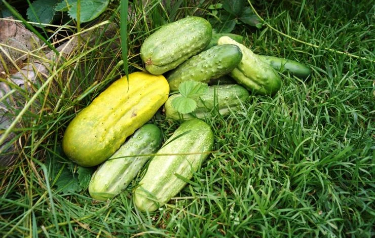 как бороться с болезнями огурцов