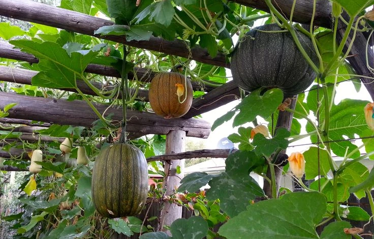 как подвязать тыкву