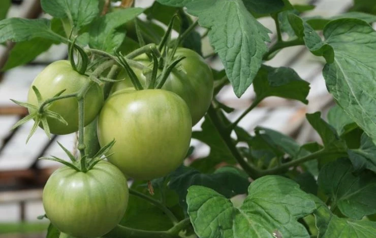 подкормка помидоров птичьим пометом