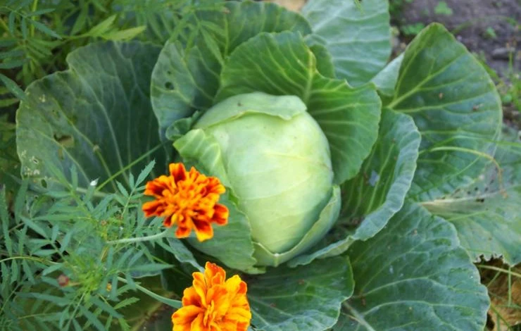 чем подкормить капусту в июле