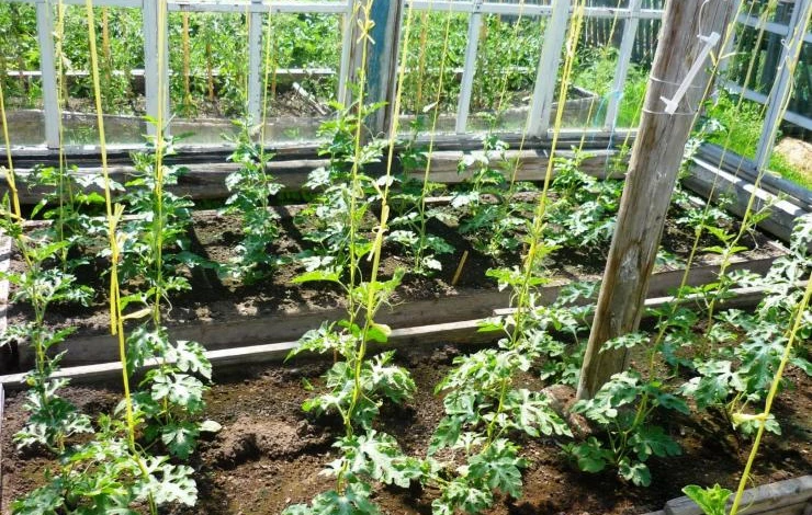 выращивание рассады арбузов