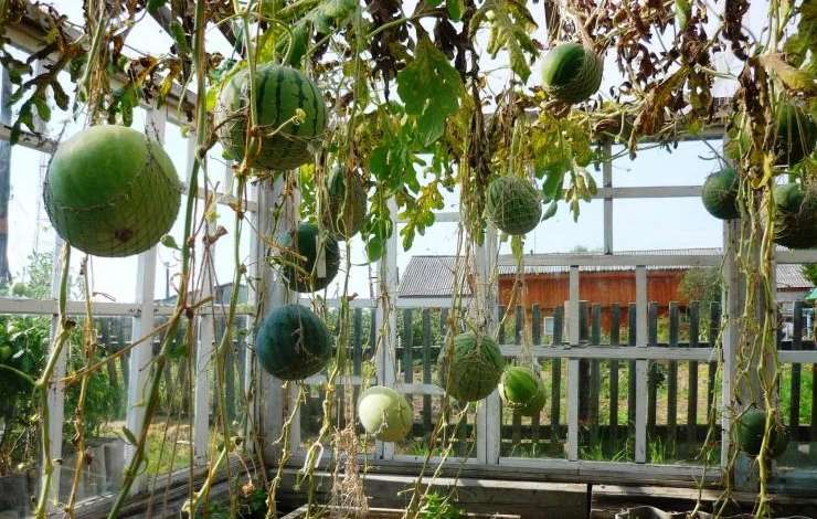 подвязка арбузов в теплице