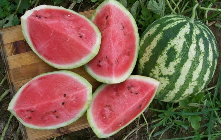 подкормки арбуза в теплице