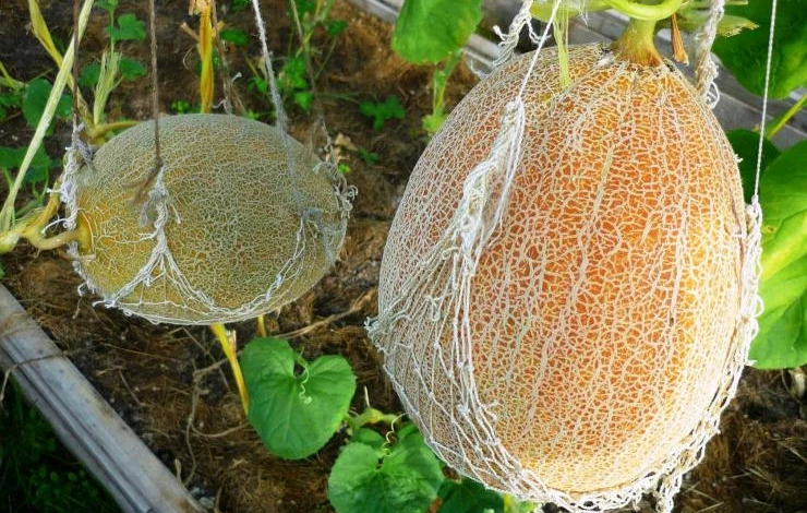 арбузы и дыни в теплице в сибири