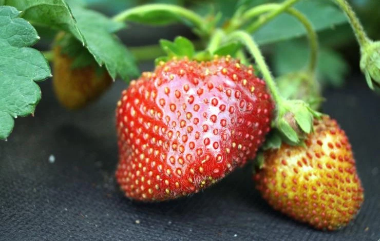 подкормка клубники после сбора урожая