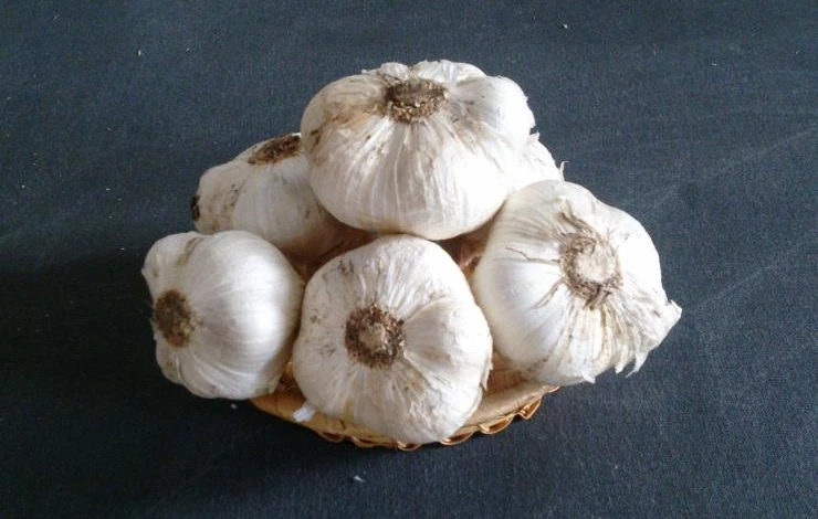 рокамболь лук чеснок