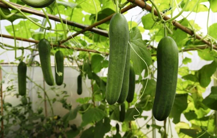 как формировать огурцы