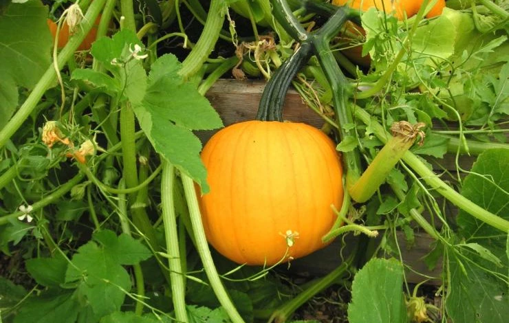 формирование тыквы