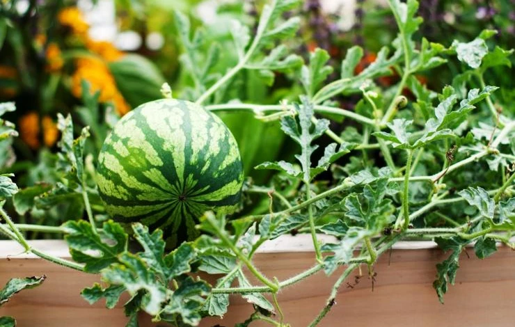 формирование арбуза