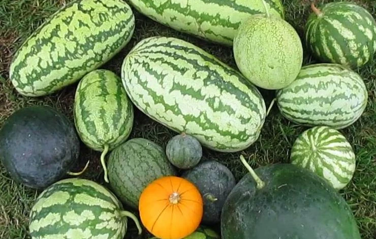 как формировать огурцы тыквы арбузы дыни