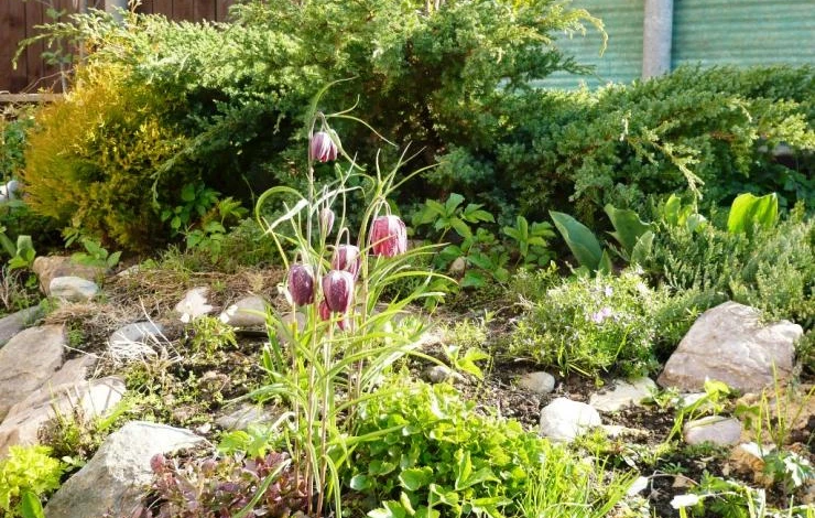 рябчик шахматный уход