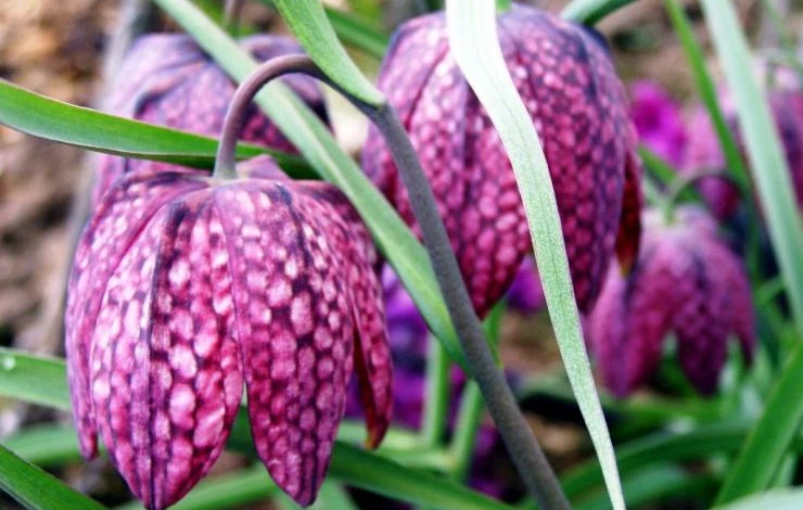 рябчик шахматный