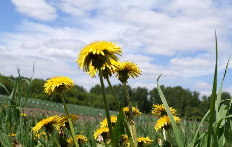 сорняки в августе