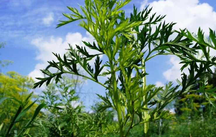 работы в огороде в августе