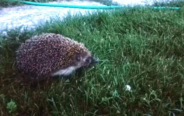 еж на даче от грызунов