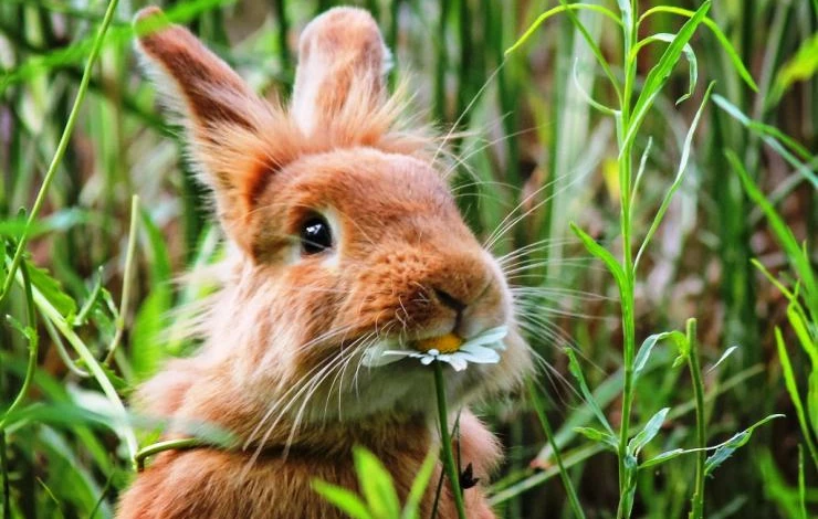защита сада от зайцев