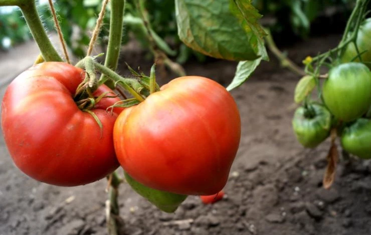 полив томатов в теплице