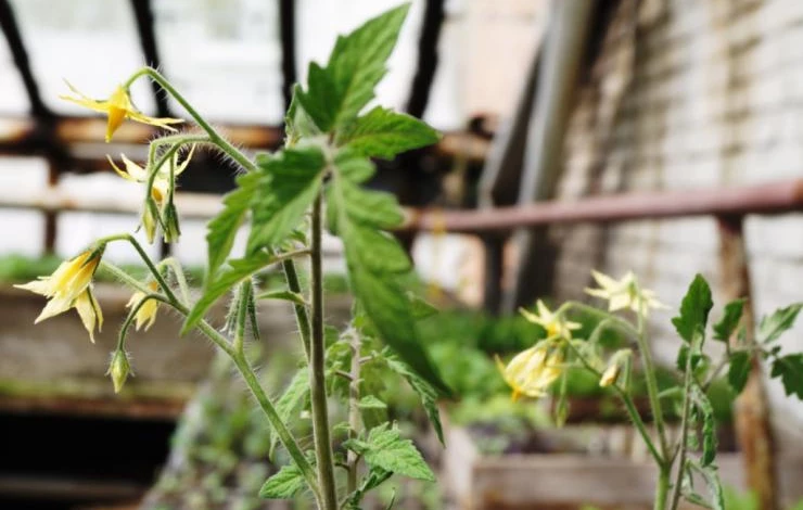 подкормка томатов для завязывания