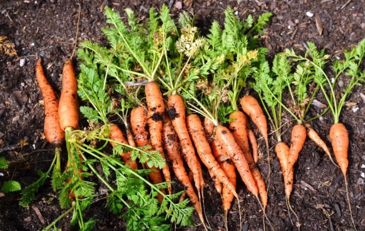 чем полезна морковь