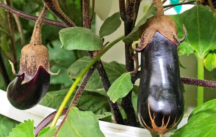 чем полезны баклажаны