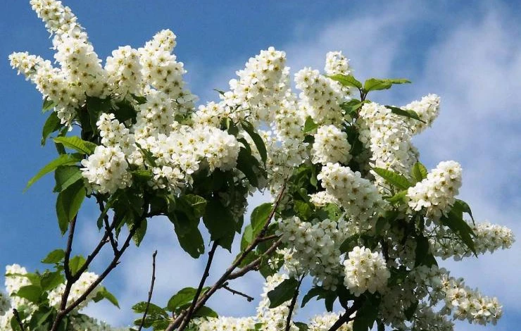 черемуха болит голова