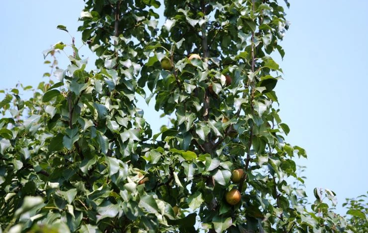 уход за грушей весной