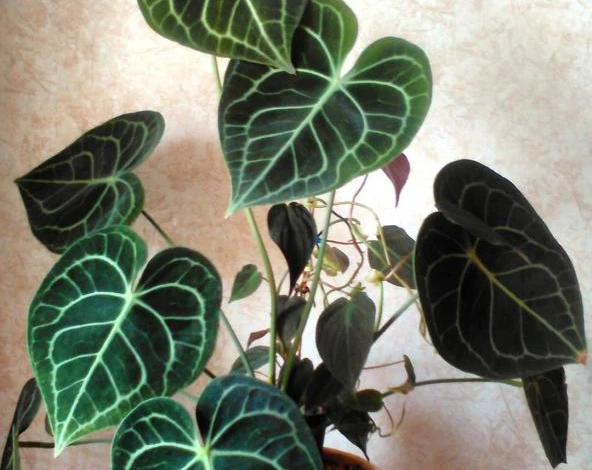 антуриум кларинервум