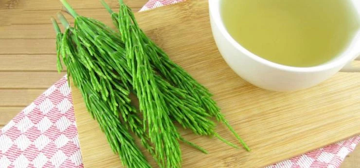 Хвощ полевой