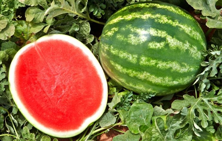 как хранить арбуз