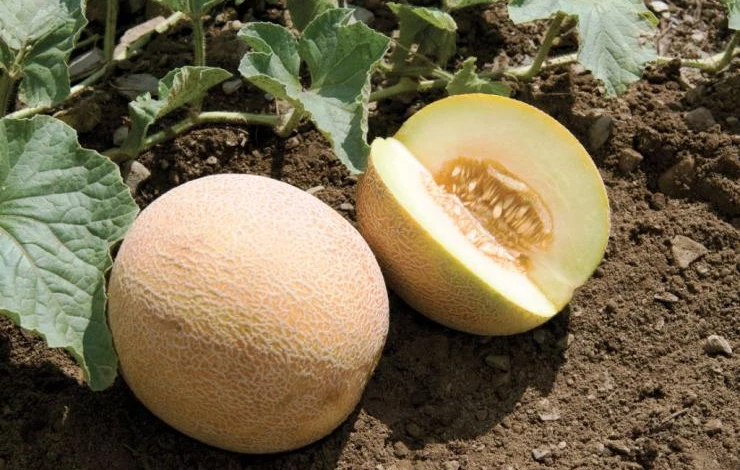 как хранить дыни