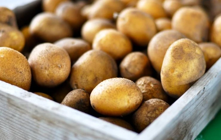 как отобрать семенной картофель