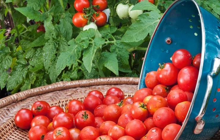 сорта помидоров для открытого грунта