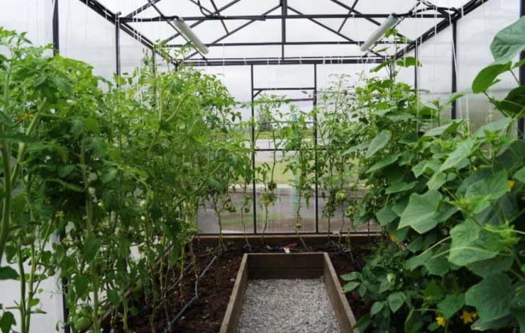 сорта томатов для теплиц поликарбонат