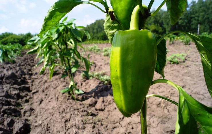 лучшие сорта перца для открытого грунта