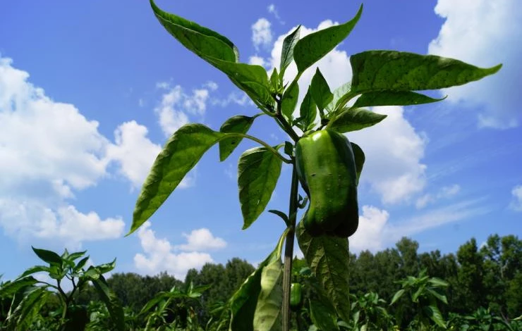 ранние сорта перца для открытого грунта