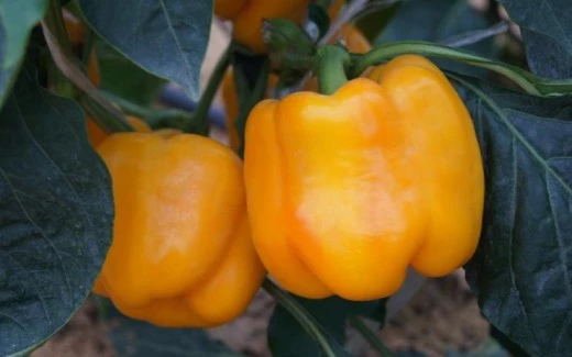 сорта перца для лечо