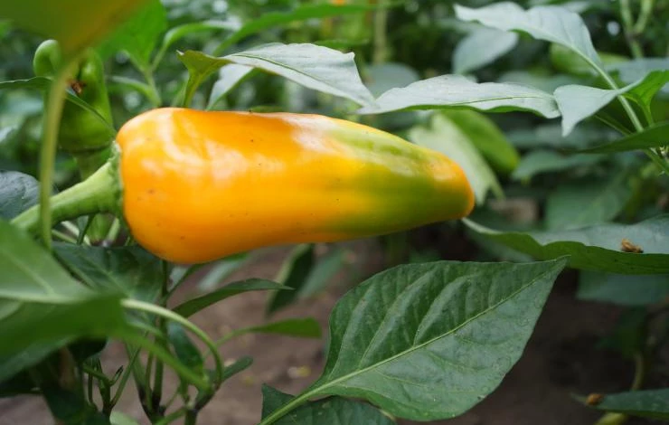 сорта перца приморье