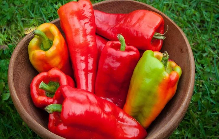 сорта болгарского толстостенного перца