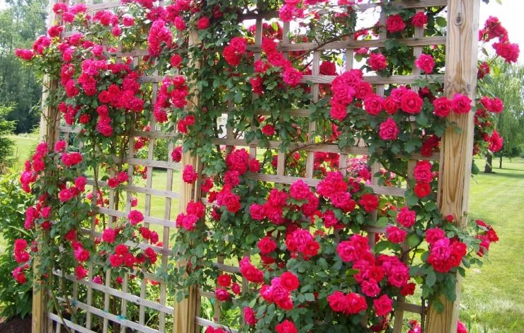 обрезка плетистой розы на зиму