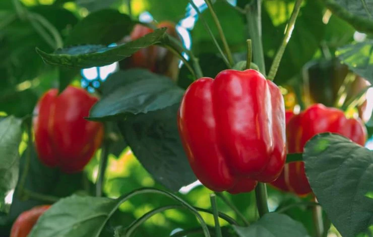 сорта перца для теплиц из поликарбоната